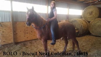 BOLO  - Biscuit Near Coleman, , 48618